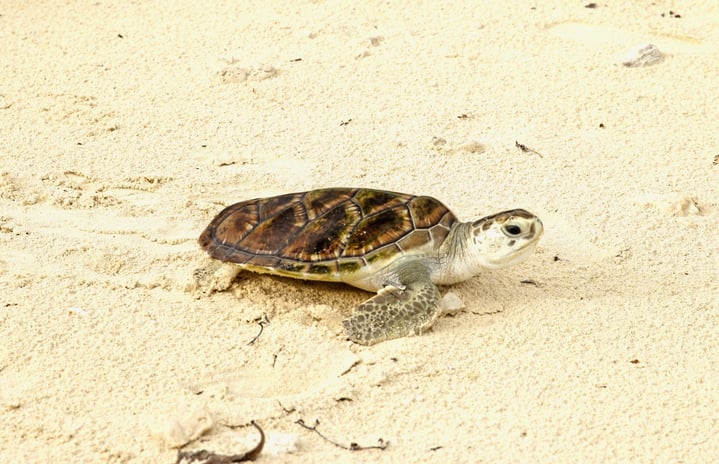 Featured Image